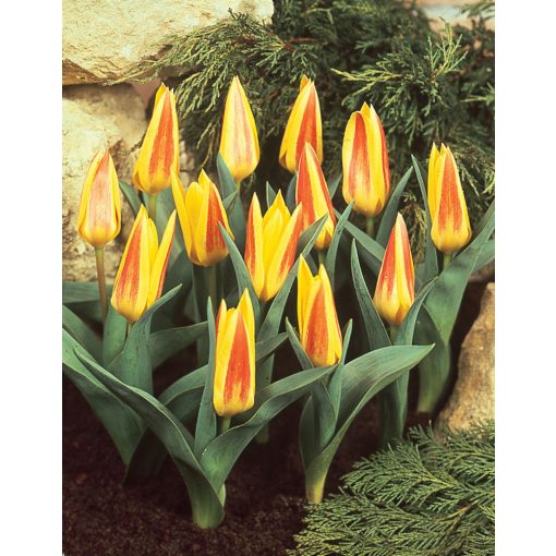 Tulipa Giuseppe Verdi (11/+) - Tulipán