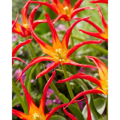Tulipa Go Go Red (11/+) - Tulipán