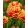 Tulipa Gold Dust (11/+) - Tulipán