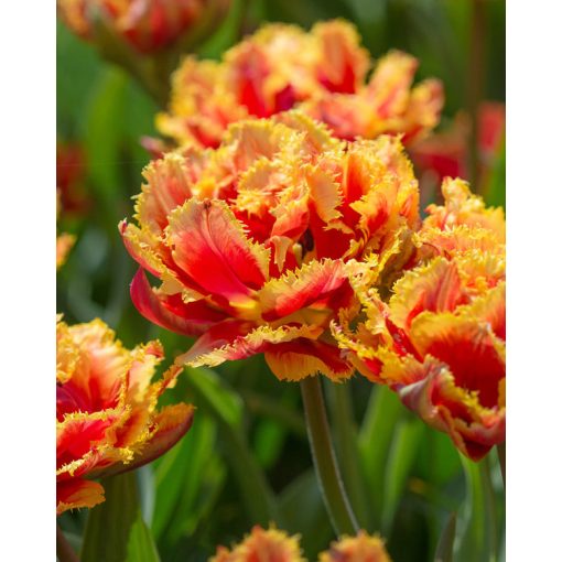 Tulipa Gold Dust (11/+) - Tulipán