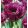 Tulipa Gorilla (11/+) - Tulipán
