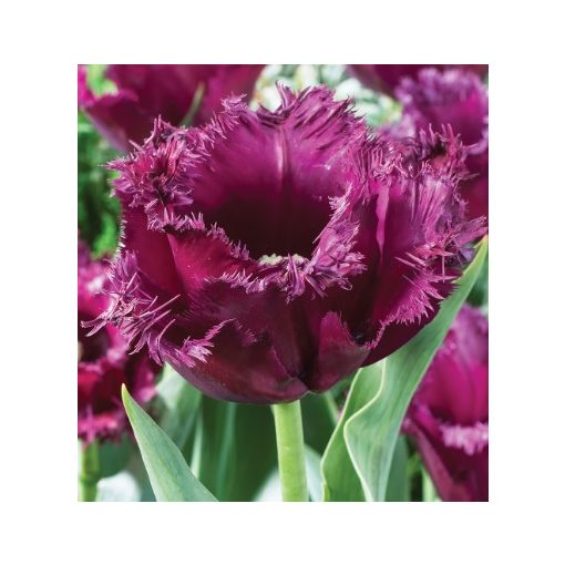 Tulipa Gorilla (11/+) - Tulipán