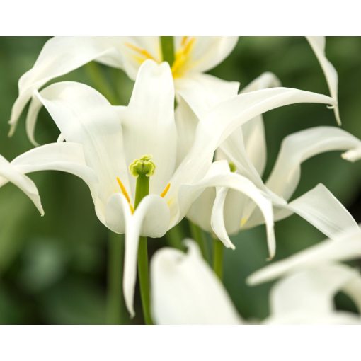 Tulipa Health Care (11/+) - Tulipán
