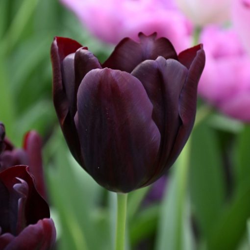 Tulipa Hot Chocolate (11/+) - Tulipán