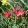 Tulipa humilis Red Beauty (11/+) - Tulipán