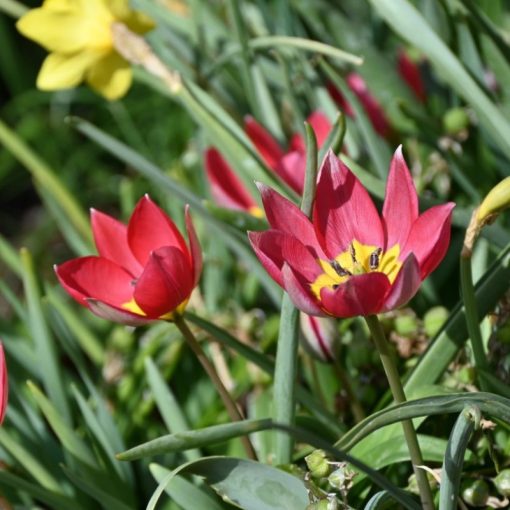 Tulipa humilis Red Beauty (11/+) - Tulipán