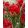 Tulipa Ice Cream Strawberry (11/+) - Tulipán