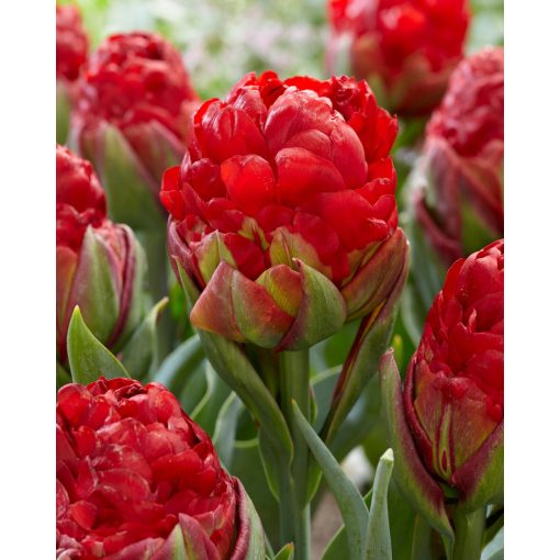 Tulipa Ice Cream Strawberry (11/+) - Tulipán
