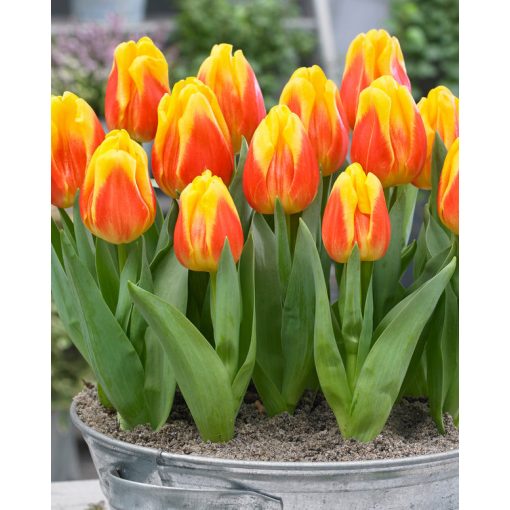 Tulipa Ice Lolly (11/+) - Tulipán