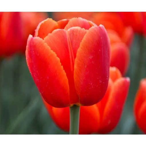 Tulipa Icoon (11/+) - Tulipán