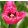 Tulipa Katie Melua (11/+) - Tulipán