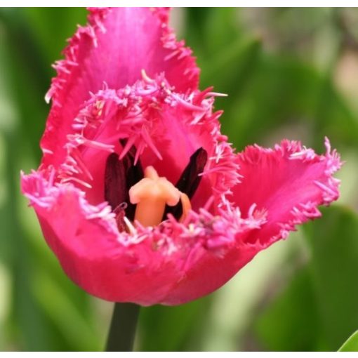 Tulipa Katie Melua (11/+) - Tulipán