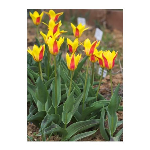 Tulipa kaufmanniana (11/+) - Tulipán