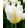 Tulipa Lemon Beauty (11/+) - Tulipán