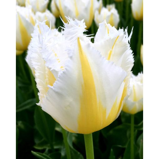 Tulipa Lemon Beauty (11/+) - Tulipán