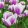 Tulipa Librije (11/+) - Tulipán