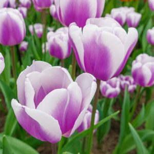 Tulipa Librije (11/+) - Tulipán