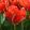 Tulipa Love Valley (11/+) - Tulipán