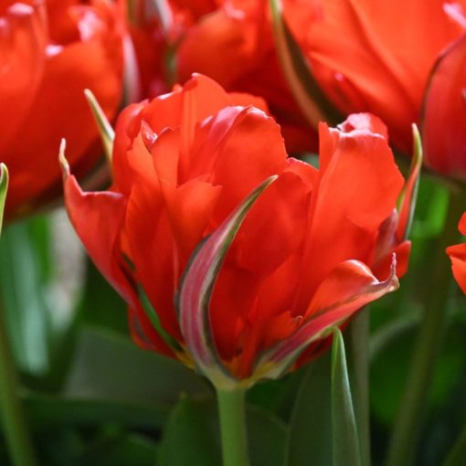 Tulipa Love Valley (11/+) - Tulipán