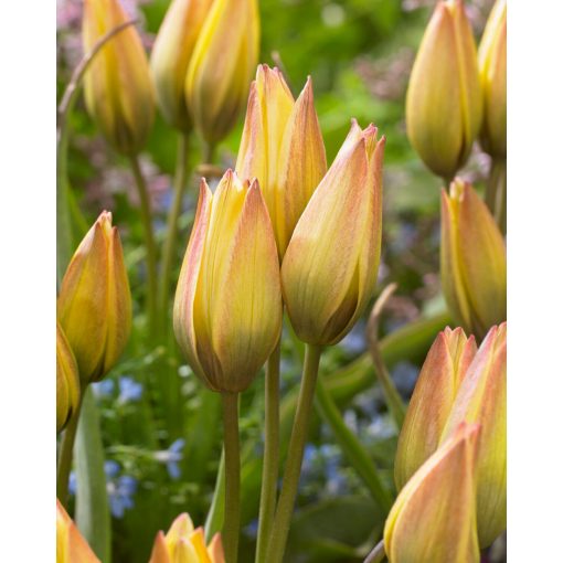 Tulipa Lucca (11/+) - Tulipán