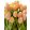Tulipa Mango Charm (11/+) - Tulipán