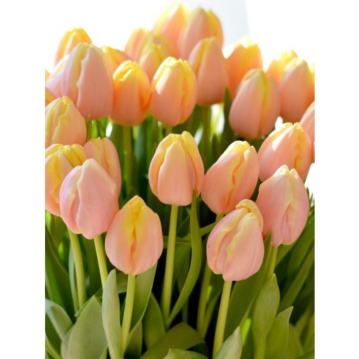 Tulipa Mango Charm (11/+) - Tulipán