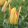 Tulipa mauritiana Cindy (11/+) - Tulipán