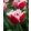 Tulipa New Santa (11/+) - Tulipán