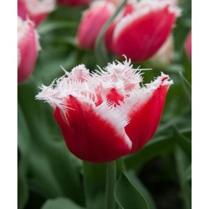 Tulipa New Santa (11/+) - Tulipán