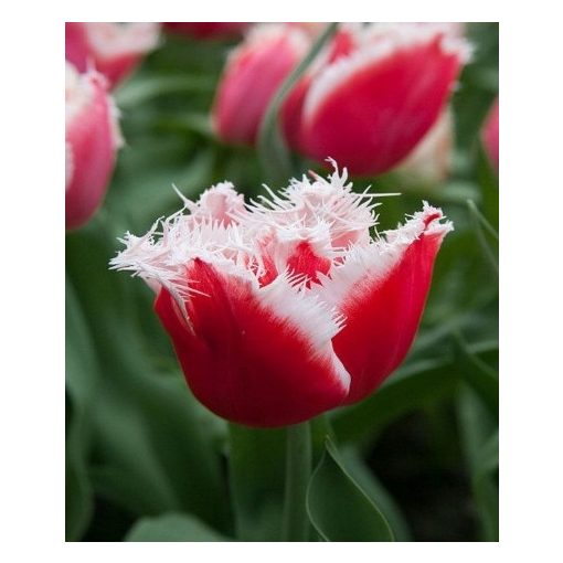 Tulipa New Santa (11/+) - Tulipán