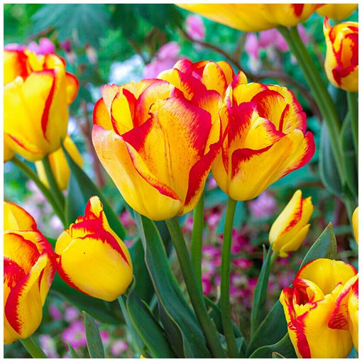 Tulipa Outbreak (11/+) - Tulipán