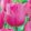 Tulipa Pink Ardour (11/+) - Tulipán