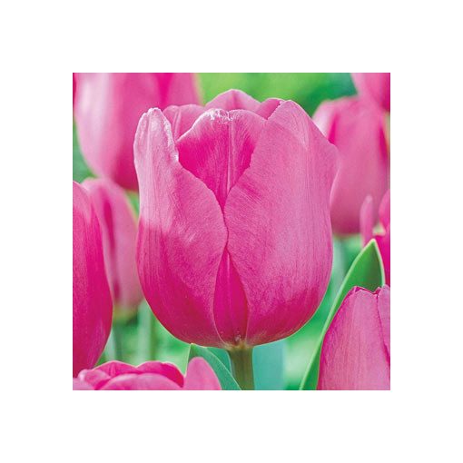 Tulipa Pink Ardour (11/+) - Tulipán
