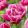 Tulipa Pink Cameo (11/+) - Tulipán