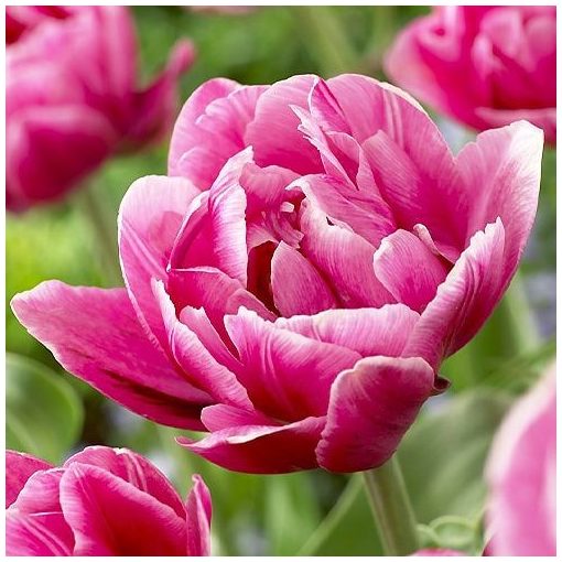 Tulipa Pink Cameo (11/+) - Tulipán