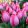 Tulipa Pink Sound (11/+) - Tulipán