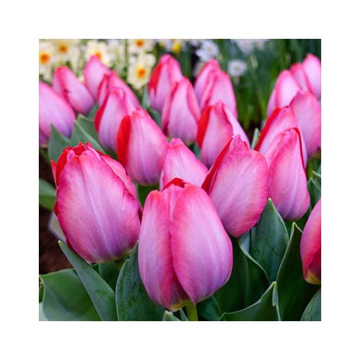 Tulipa Pink Sound (11/+) - Tulipán