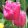 Tulipa Pink Survival (11/+) - Tulipán