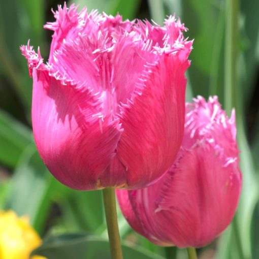 Tulipa Pink Survival (11/+) - Tulipán