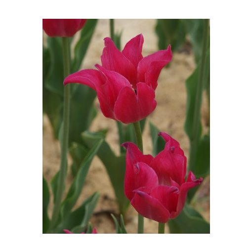 Tulipa Pretty Love (11/+) - Tulipán