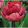 Tulipa Ridgedale (11/+) - Tulipán