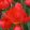 Tulipa Robbedoes  (11/+) - Tulipán