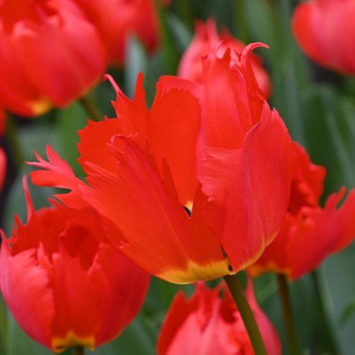 Tulipa Robbedoes  (11/+) - Tulipán