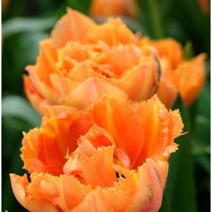 Tulipa Royal Centennial (11/+) - Tulipán