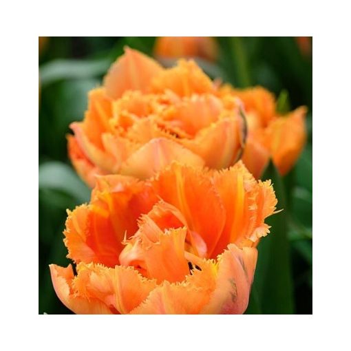 Tulipa Royal Centennial (11/+) - Tulipán