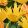 Tulipa Sunny Leo  (11/+) - Tulipán