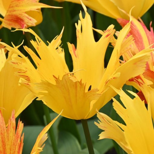 Tulipa Sunny Leo  (11/+) - Tulipán