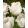 Tulipa Swan Wings (11/+) - Tulipán