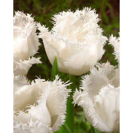 Tulipa Swan Wings (11/+) - Tulipán