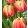 Tulipa Tasmanie (11/+) - Tulipán
